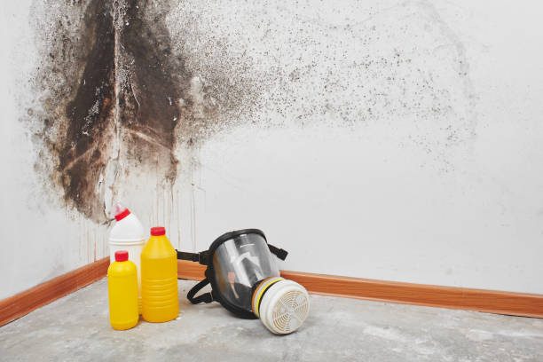 Best Industrial Mold Remediation in Bayshe, OR