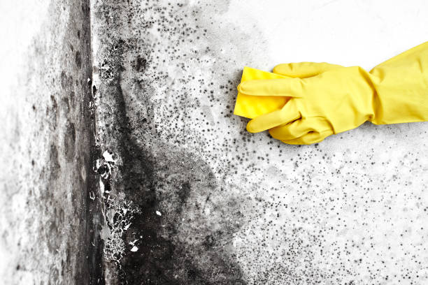 Best Localized Mold Remediation (e.g., coastal areas, humid climates) in Bayshe, OR