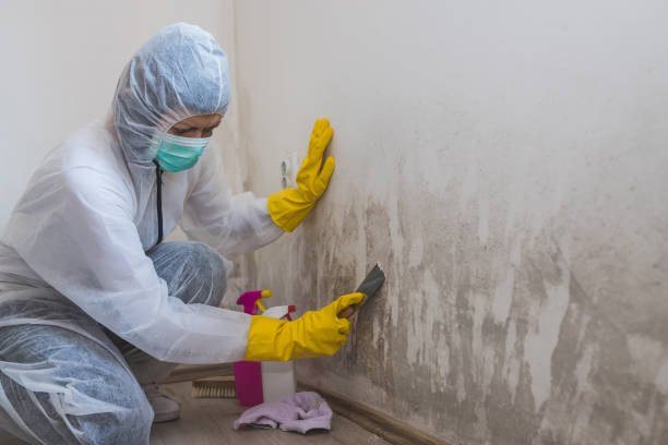Best Attic Mold Remediation in Bayshe, OR