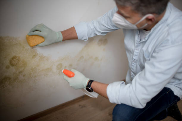 Best Crawl Space Mold Remediation in Bayshe, OR