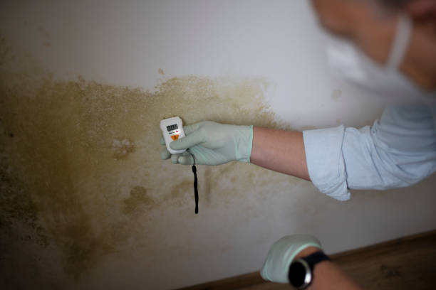 Best White Mold Remediation in Bayshe, OR