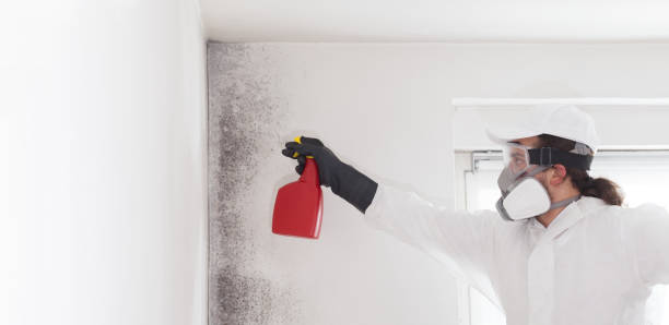 Best Kitchen Mold Remediation in Bayshe, OR