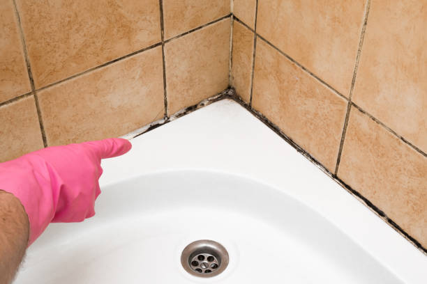  Bayshe, OR Mold Removal Pros